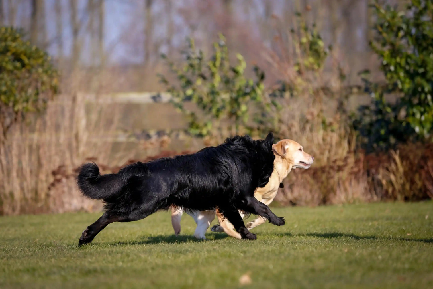 Glucosamin und Chondroitin – Gelenkgesundheit für Hunde und Katzen