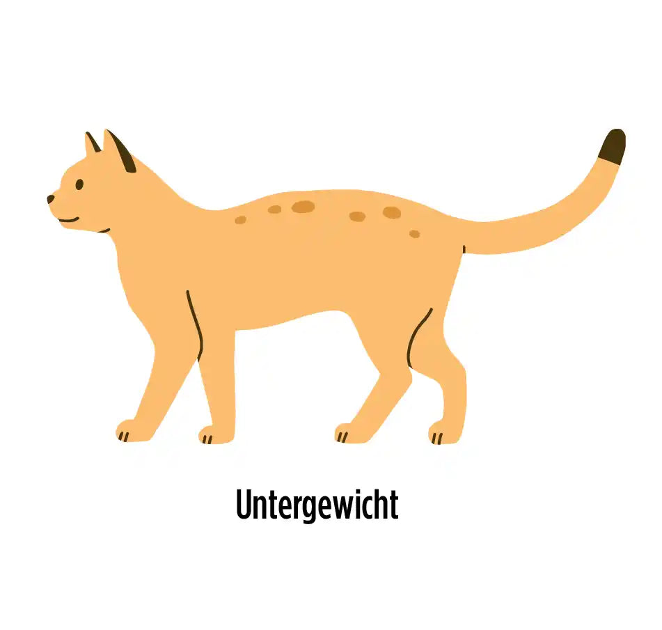Hat meine Katze ein Idealgewicht? Barfliebe Hat meine Katze ein Idealgewicht? Barfliebe